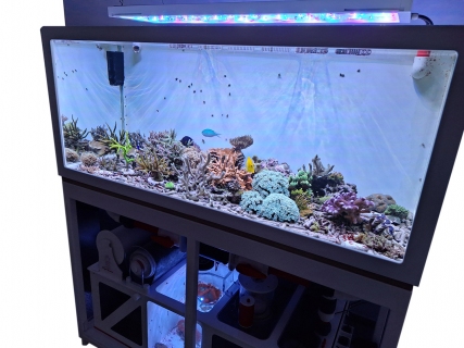 Royal Exclusiv® Hybrid Komplettsystem mit Aquarium und Filter und LED Lampe