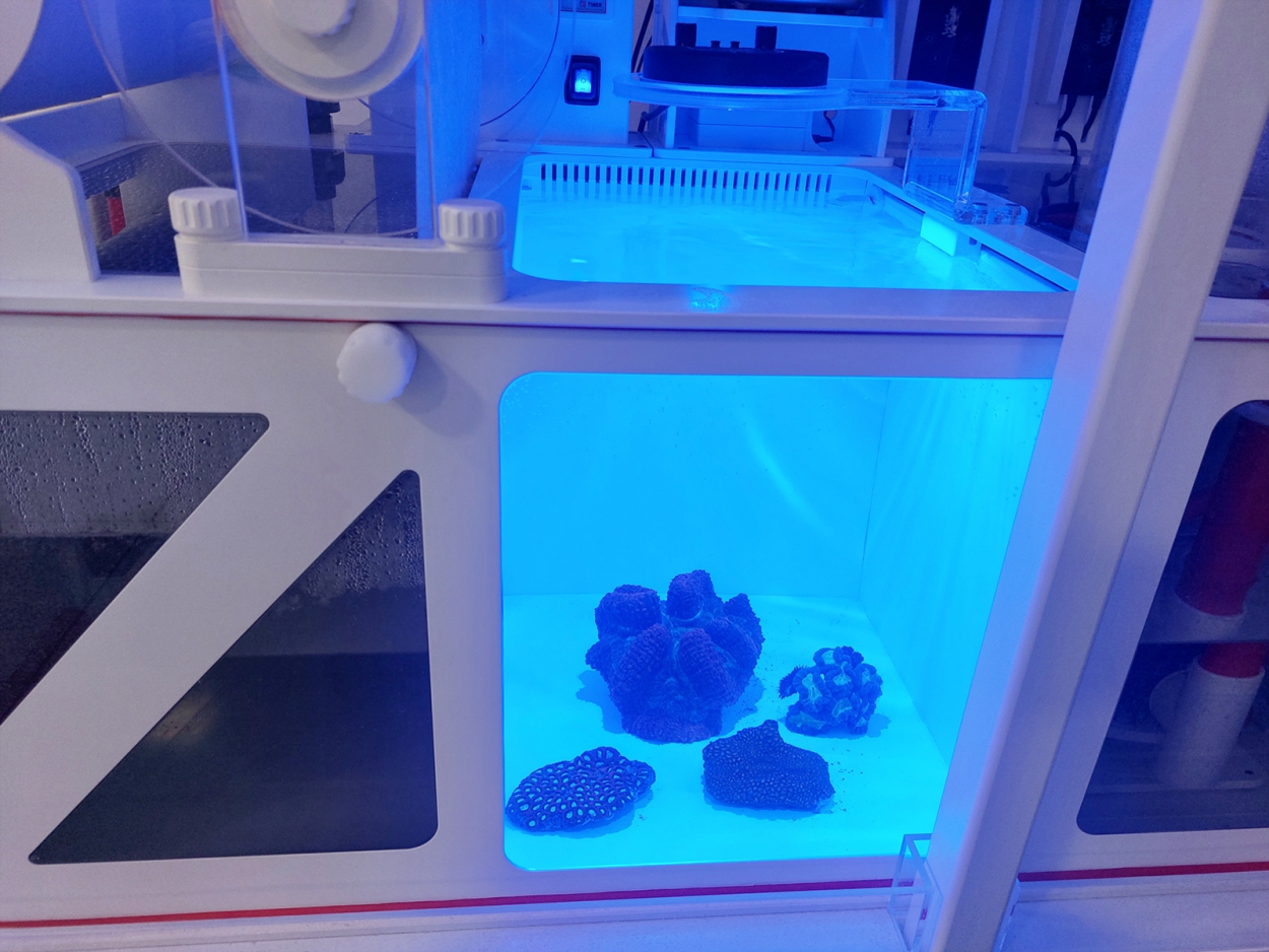 Vlies Dreambox - Filteranlage 3.1 mit Refugium 200 x 74 cm